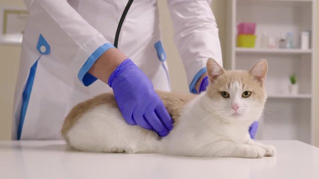 Veterinary doctor checks the health of a cat in a veterinary clinic
