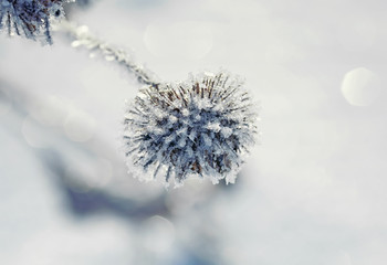 branch of the prickly plant burdock in the winter garden is covered with shiny icicles of frost and cold snowflakes