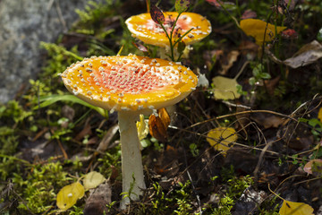 Two fly amanita mushrooms in a Swedish forest.