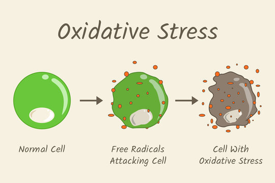 Oxidative Stress Diagram