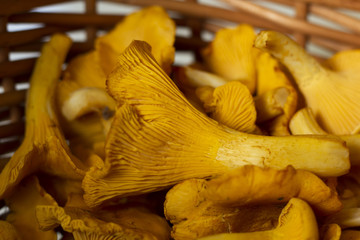 Close-up of chanterelles and mushroom brush in basket. Horizontal.