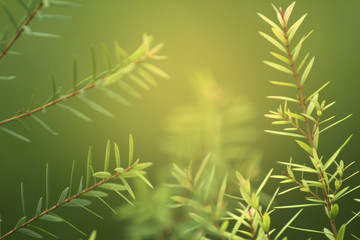 closeup shot of young green juniper needle leaf foliage shooting up in air with blur green background and morning ray light shining from top. Copy space available for advertising text, logo, products