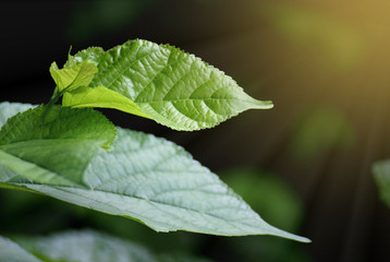 Close up green mulberry leaves with reflecting ray sunlight on dark black background and copy space for advertising text, product.