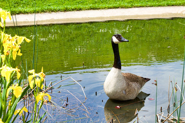 Fototapeta premium goose in a pond looking curious near yellow flowers