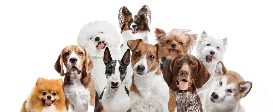 Differents dogs looking at camera isolated on a white studio background