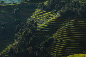 landscape rice fields on terraced of Mu Cang Chai, YenBai, Vietnam

