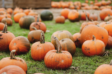 Pumpkin field in Cannon Hall, South Yorkshire, England	
