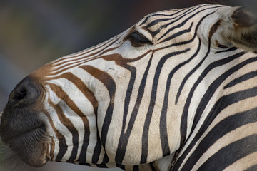 シマウマの横顔アップで縞模様が面白い