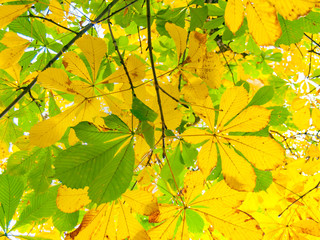 Obraz premium Yellow horse chestnut leaves with brown veins against a blurred background. Image of yellow autumn leaves.