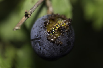Wasp devouring damson