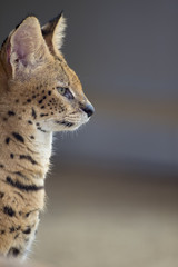 サーバルの横顔、かわいいネコ科の小型獣、南アメリカ原産