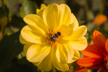 Bee collects pollen on a yellow wild flower