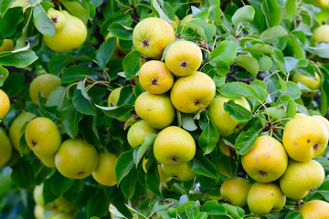 Alter Birnbaum an der Straße