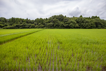 稲田　稲　水田　棚　棚田　老後　定住　定年