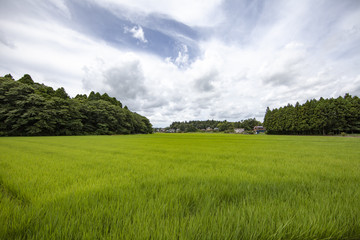 稲田　稲　水田　棚　棚田　老後　定住　定年