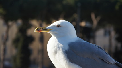 Seagull