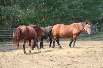 The Horses, Fort Edmonton Park, Edmonton, Alberta
