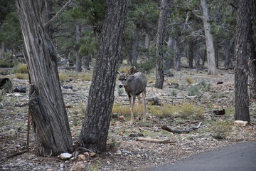 Grand Canyon Wildlife