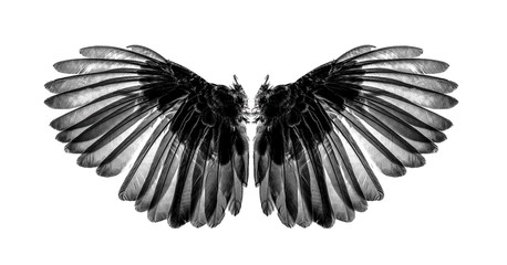 Obraz premium wings of birds on white background