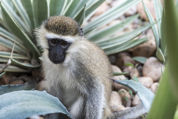 Cute Vervet Monkey in Murchison National Park, Uganda, Africa