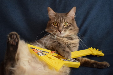 Cat plays a toy guitar