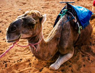 Un dromedario nel deserto