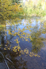 Obraz na płótnie Canvas Autumn On The Pond, Banff National Park, Alberta