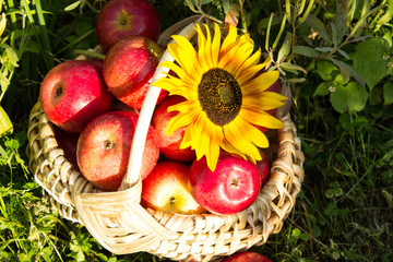Apples in the basket. Vintage farm apples in a basket decorated with sunflowers. The concept of natural healthy food.