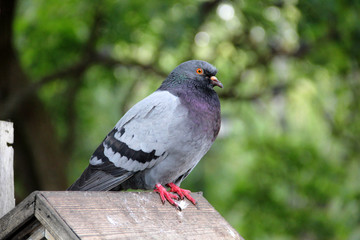 The pigeon is sitting in the birdhouse