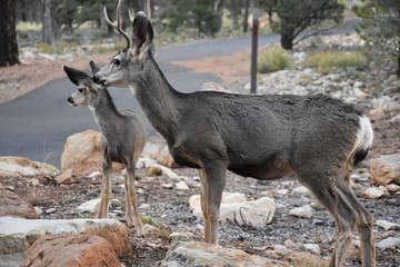 Grand Canyon Wildlife