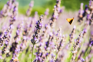 Lavanda