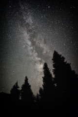 Night forest with milky way