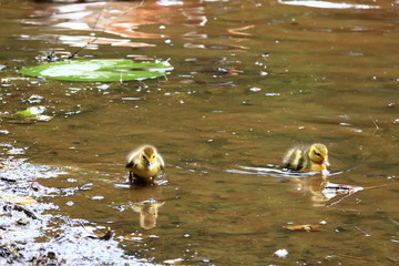 Small ducks at the lake