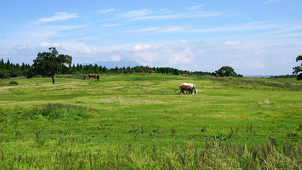 阿蘇の草原に放牧された馬、日本の九州、熊本県の阿蘇山