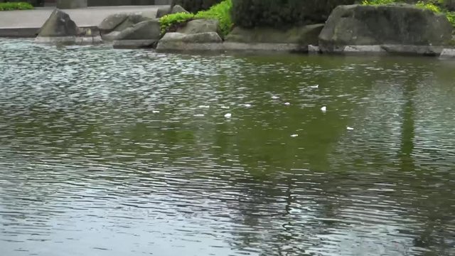 peaceful lake in japanese garden in Hamburg at Planten un Bloomen.