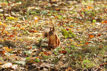 Squirrel in the autumn park