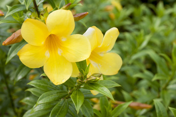 Obraz na płótnie Canvas Nature flower Fresh yellow of Allamanda and green leaveds in garden.