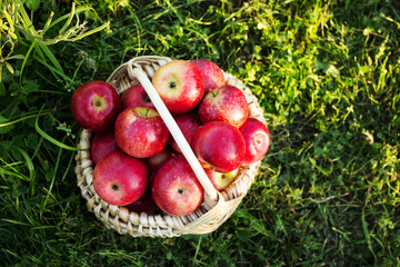 Apples in the basket. Crop farming of apples on a background of green grass. Top view.