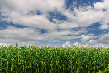 Obraz premium Corn field under blue sky.