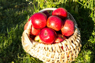 Apples in the basket. Crop farming of apples on a background of green grass..Top view.