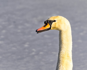 Obraz premium Schwanenkopf