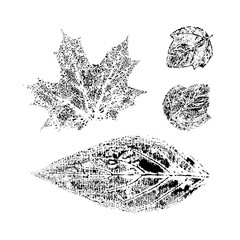 Natural autumn leaves imprints set on white background. Grunge vector botanical stamps.