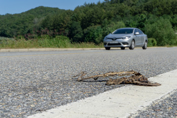 Skeleton of snake hitted by a car and was left decayed and dried on the road.