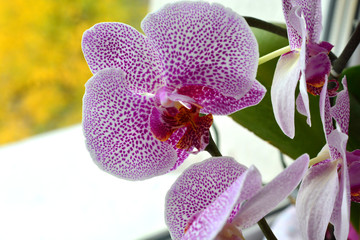 Naklejka na ściany i meble Orchid flower in garden at autumn day for postcard beauty and agriculture idea concept design. Phalaenopsis orchid.
