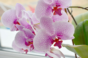 Orchid flower in garden at autumn day for postcard beauty and agriculture idea concept design. Phalaenopsis orchid.