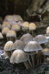 Coprinus micaceus mushroom