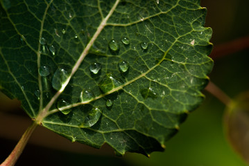 Dew Covered Aspen Leaf