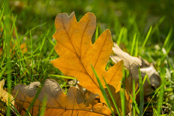 The fallen leaves of oak at the green grass.	