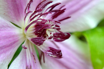 Raindrops on Clematis