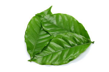 Coffee leaves green on white background.